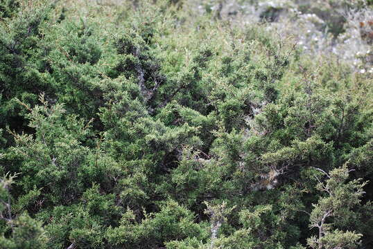 صورة Juniperus phoenicea subsp. phoenicea