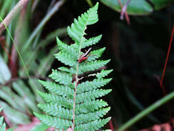 Image of Silvitettix aphelocoryphus Jago 1971