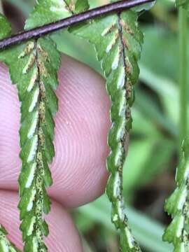 Image of ebony spleenwort