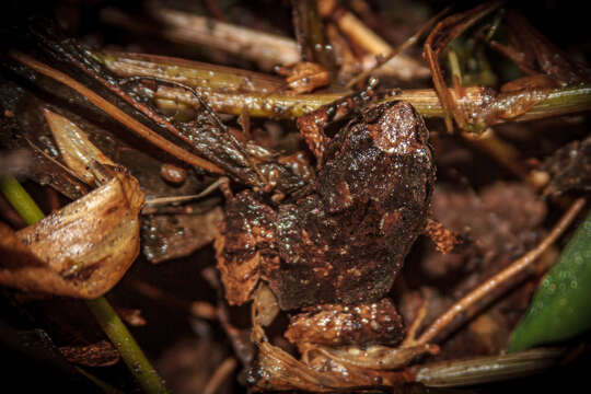 Image of Pouched Frogs