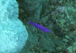 Image of Orchid dottyback