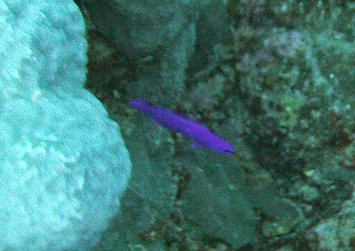 Image of Orchid dottyback