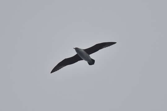 Image of Gray Petrel