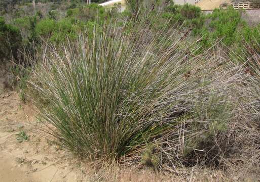 Image of spiny rush