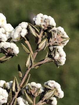 Image of Phylica diffusa var. diffusa