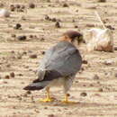 Image of Falco chicquera horsbrughi Gunning & Roberts 1911