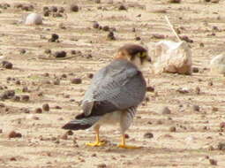 Image of Falco chicquera horsbrughi Gunning & Roberts 1911