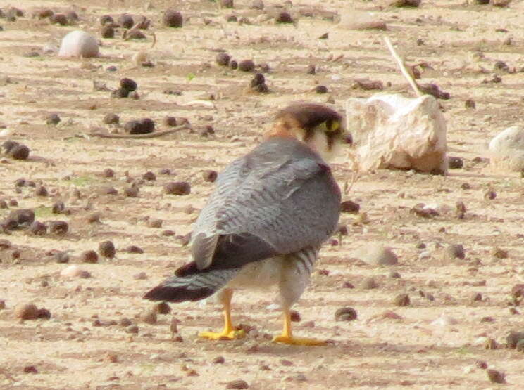 Image of Falco chicquera horsbrughi Gunning & Roberts 1911