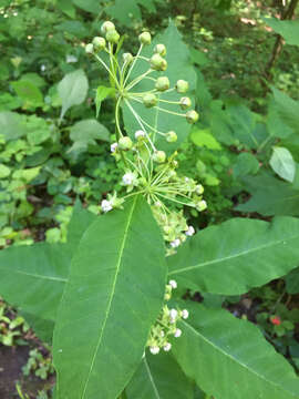 Слика од Asclepias exaltata L.