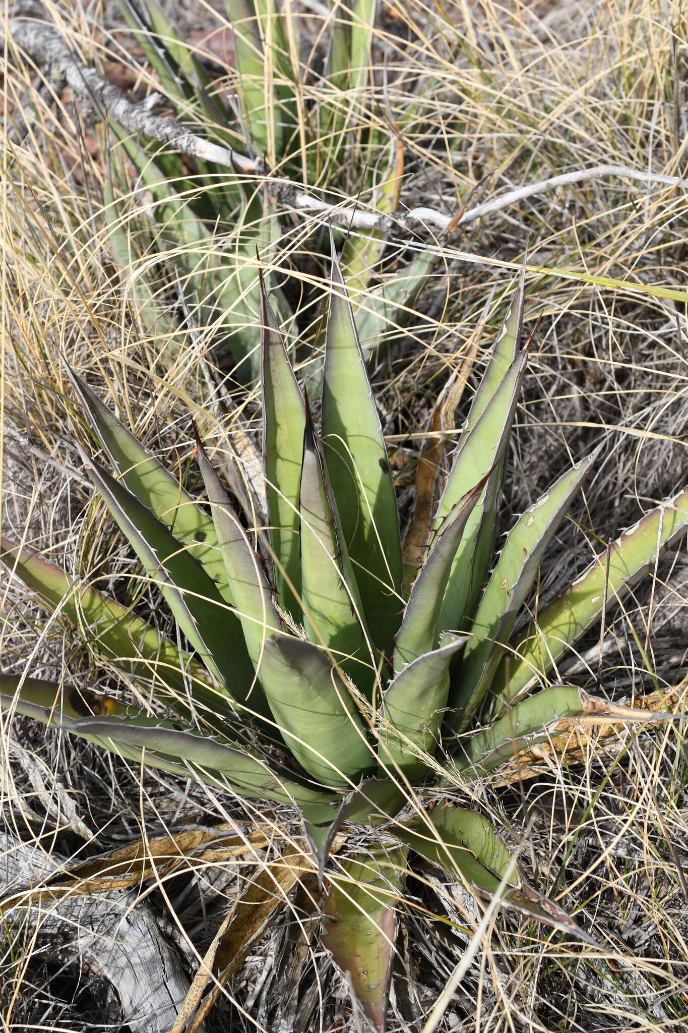 Слика од Agave glomeruliflora (Engelm.) A. Berger