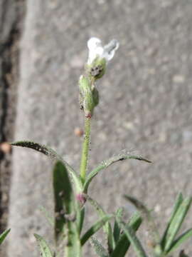 Image of field chickweed