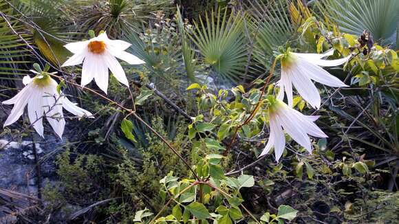 Image of Dahlia campanulata Saar, P. D. Sørensen & Hjert.