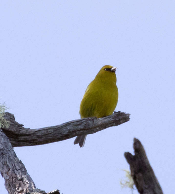 Image of Chlorodrepanis virens virens (Gmelin & JF 1788)