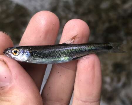 Image of Blueside Shiner