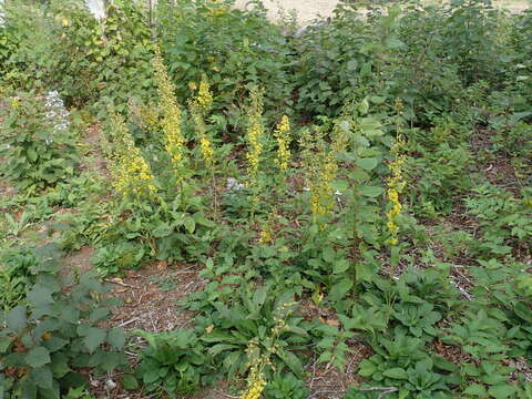 Image of stout goldenrod