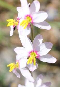 Image of Ixia scillaris subsp. scillaris