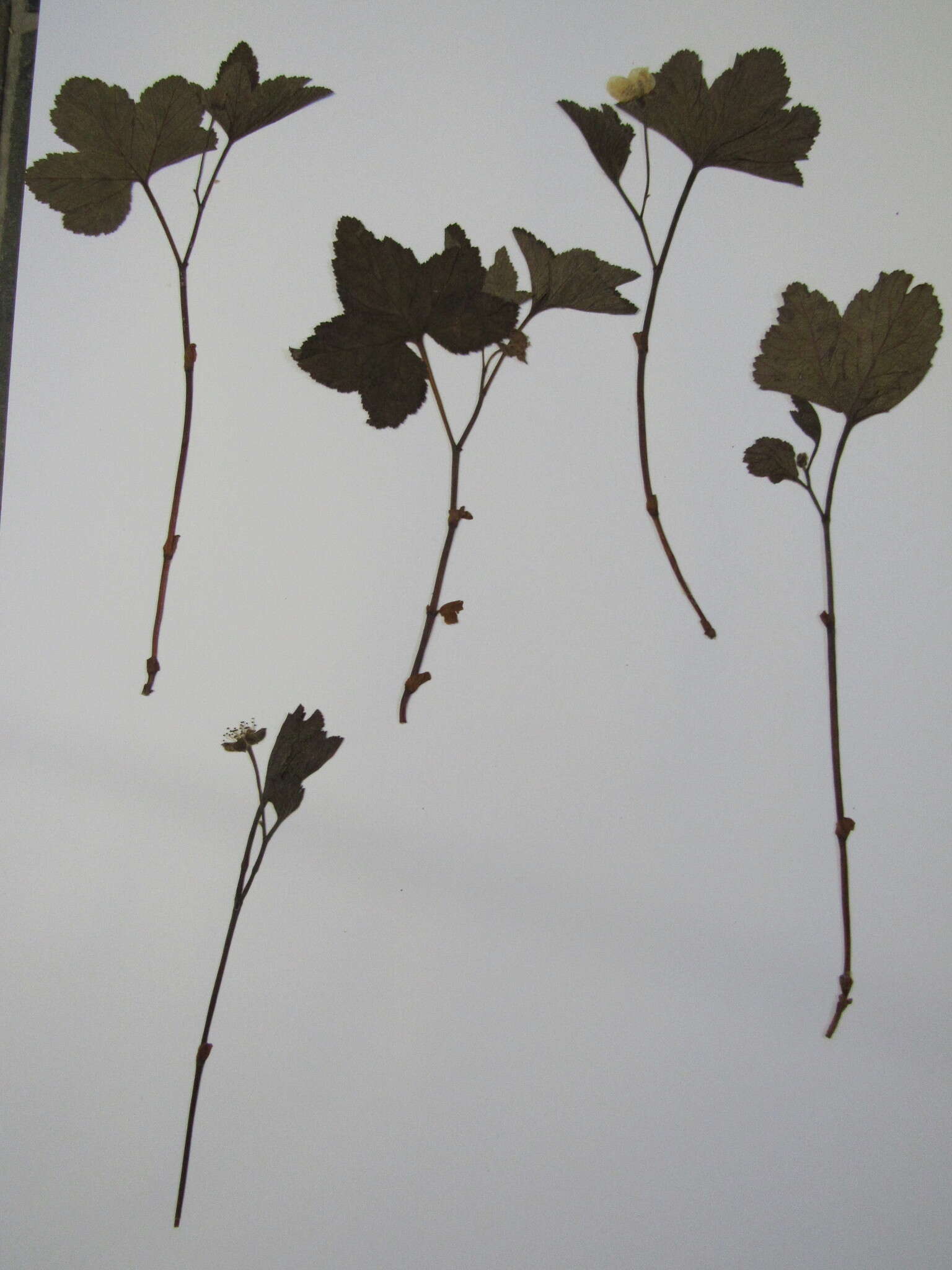 Rubus chamaemorus L. resmi