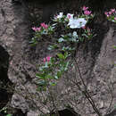 Image of Rhododendron hongkongense Hutch.
