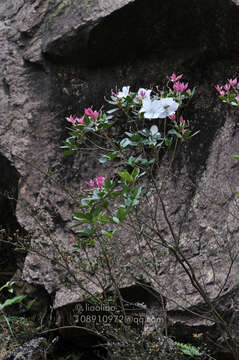 Image of Rhododendron hongkongense Hutch.