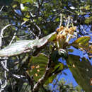 Image of Cercocarpus pringlei (C. K. Schneid.) Rydb.