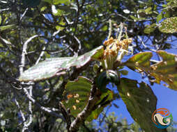 Image of Cercocarpus pringlei (C. K. Schneid.) Rydb.