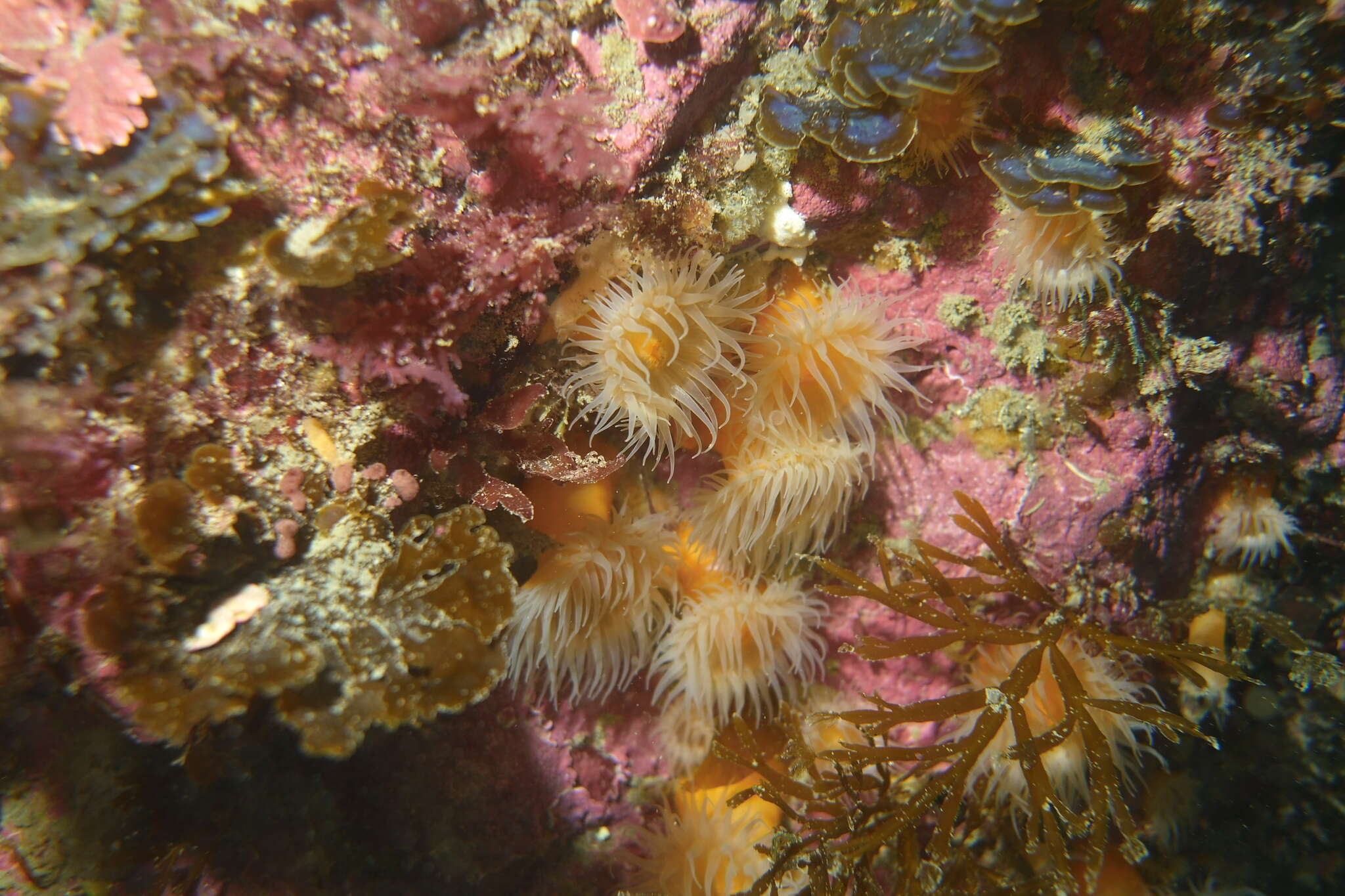 Image of Habrosanthus bathamae Cutress 1961