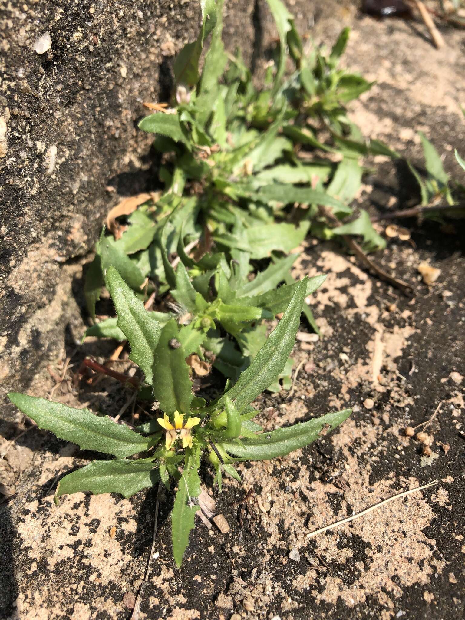 Image of Goodenia pilosa (R. Br.) R. Carolin