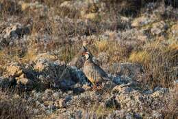 Image of Rock Partridge