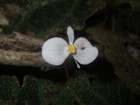 Image of Begonia ningmingensis D. Fang, Y. G. Wei & C. I. Peng