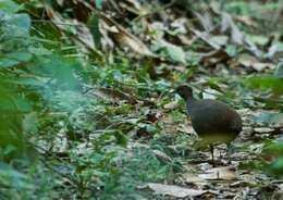 Image of Cinereous Tinamou