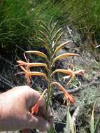 Image of Watsonia meriana var. meriana