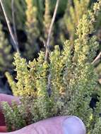 Image of cutleaf goosefoot