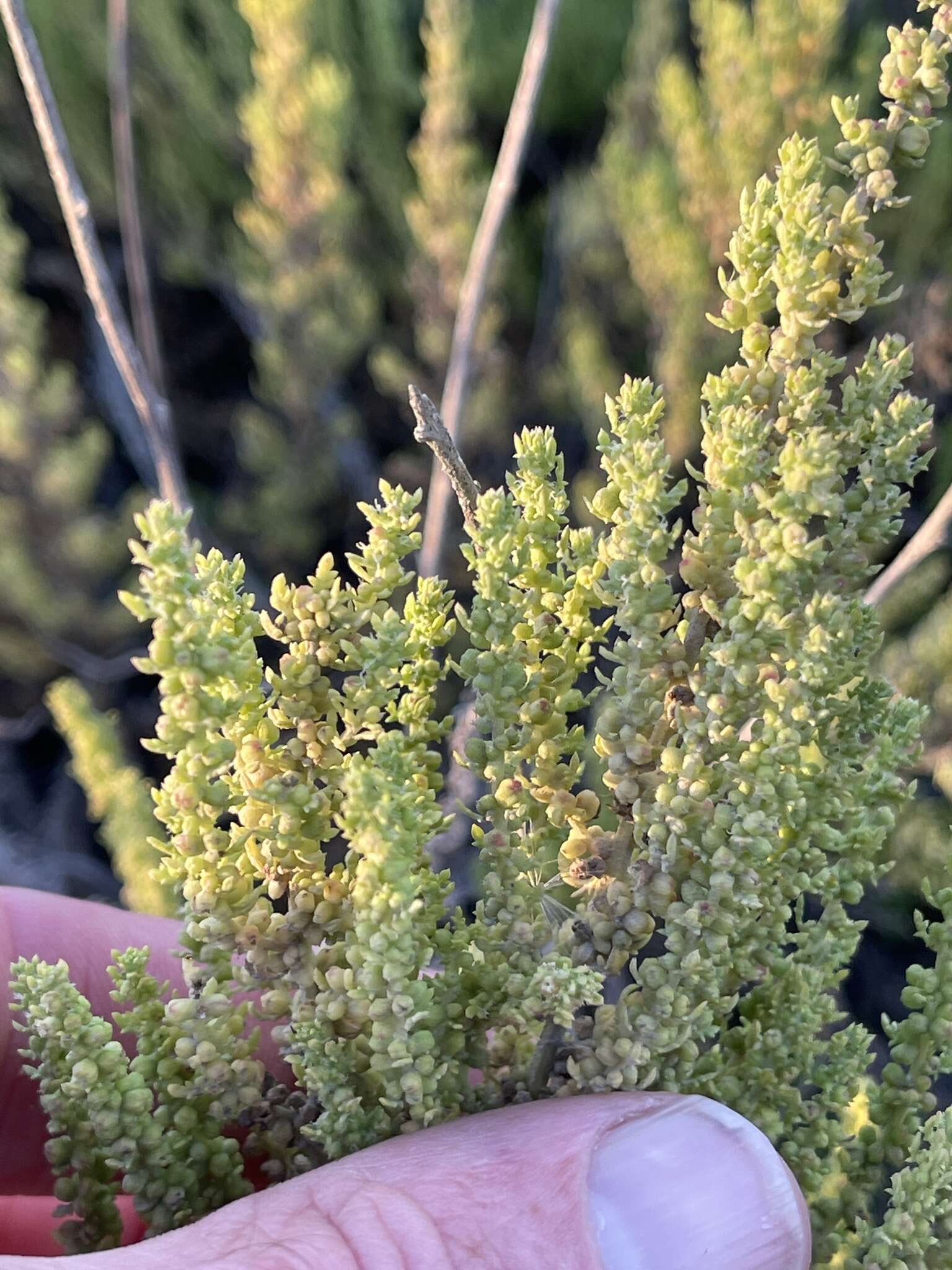 Image of cutleaf goosefoot