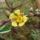 Hibbertia lucens Brongn. & Gris resmi