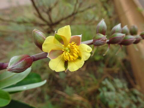 Hibbertia lucens Brongn. & Gris resmi