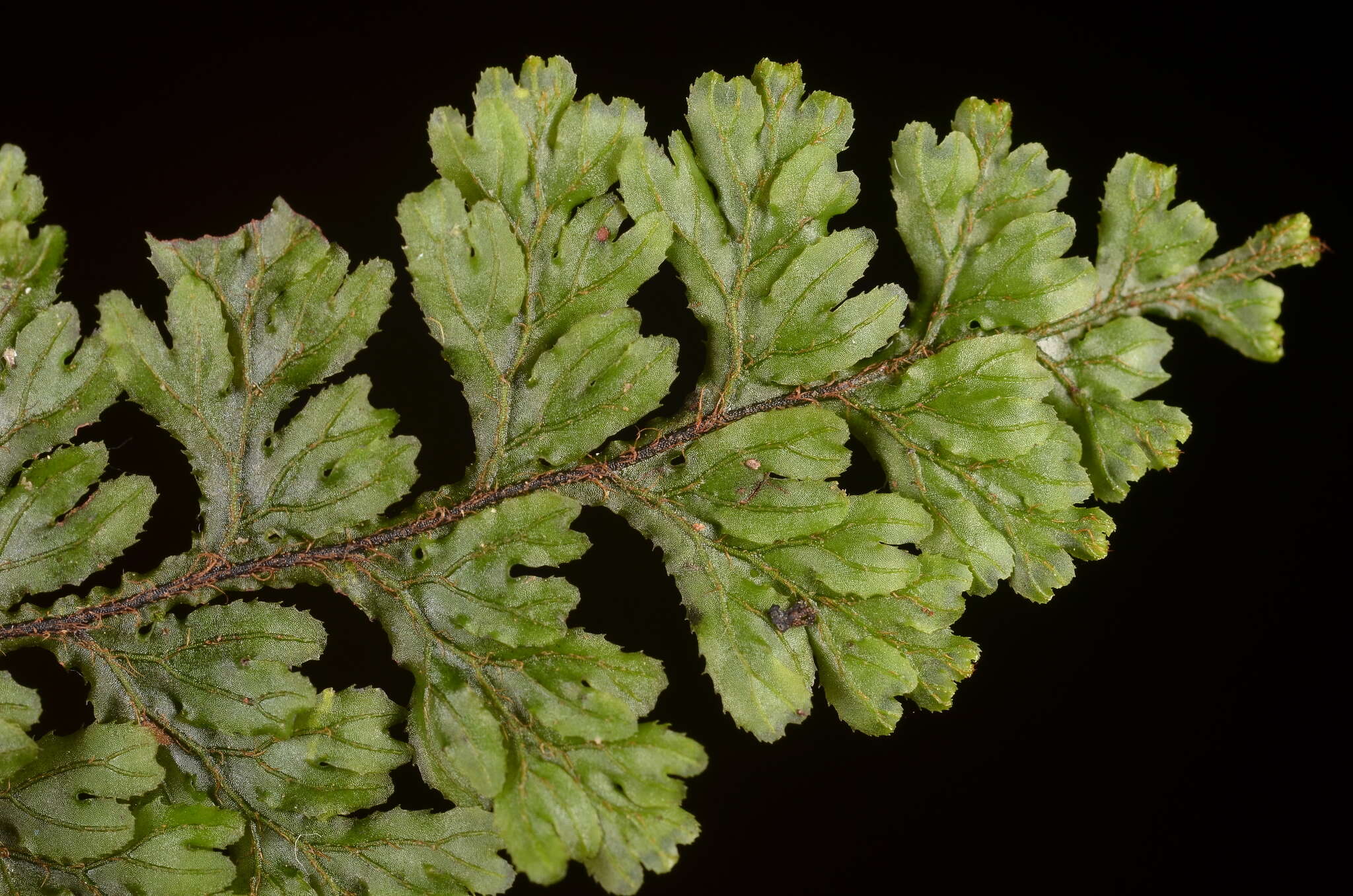 Image of Hymenophyllum barbatum (v. d. Bosch) Bak.