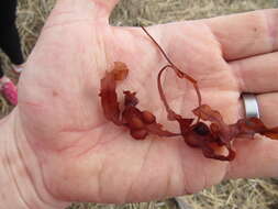 Image of Bladder Wrack