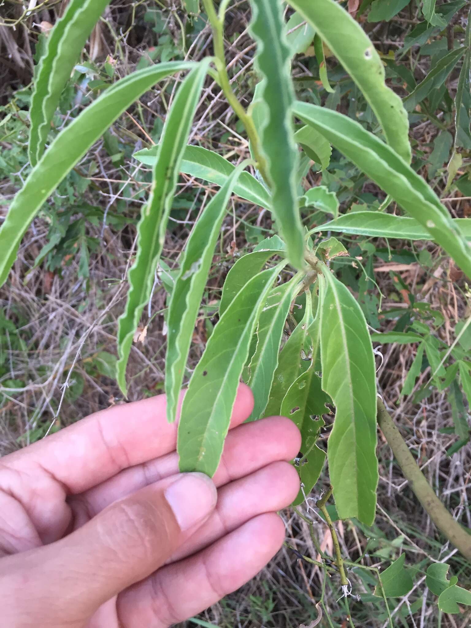 صورة Solanum glaucophyllum Desf.