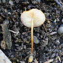 Image de Marasmius sullivantii Mont. 1856