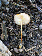 Image de Marasmius sullivantii Mont. 1856