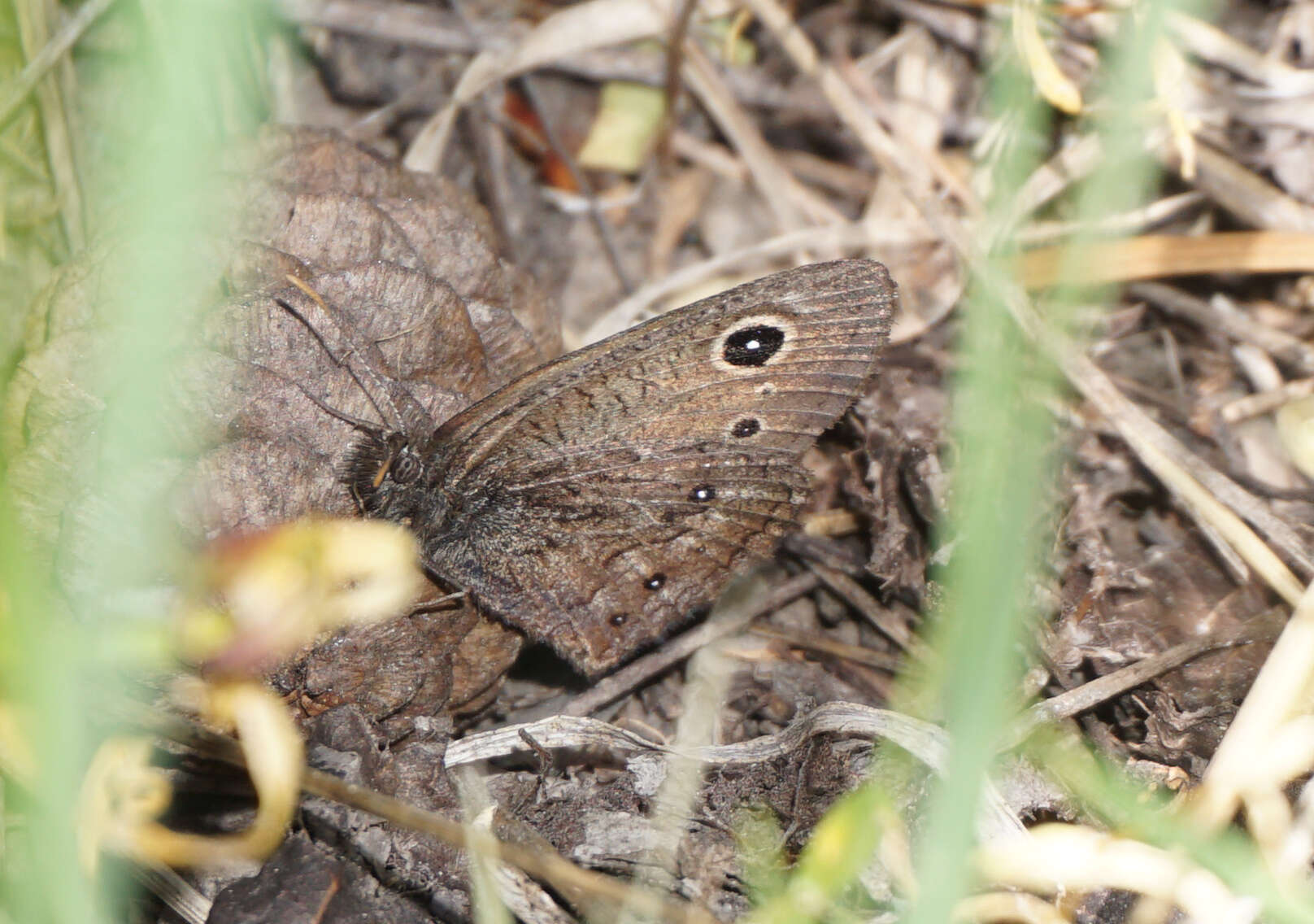 Image of Small Wood Nymph