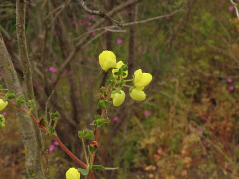 Image of Calceolaria glandulosa Poepp. ex Benth.