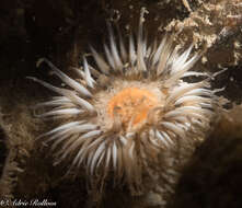 Image of cave-dwelling anemone