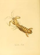 Image of Long-bodied crab
