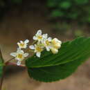 Image of Neillia hanceana (Kuntze) S. H. Oh