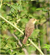 Image of Melodious Warbler