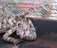 Image of Southern Leaf-tailed Gecko