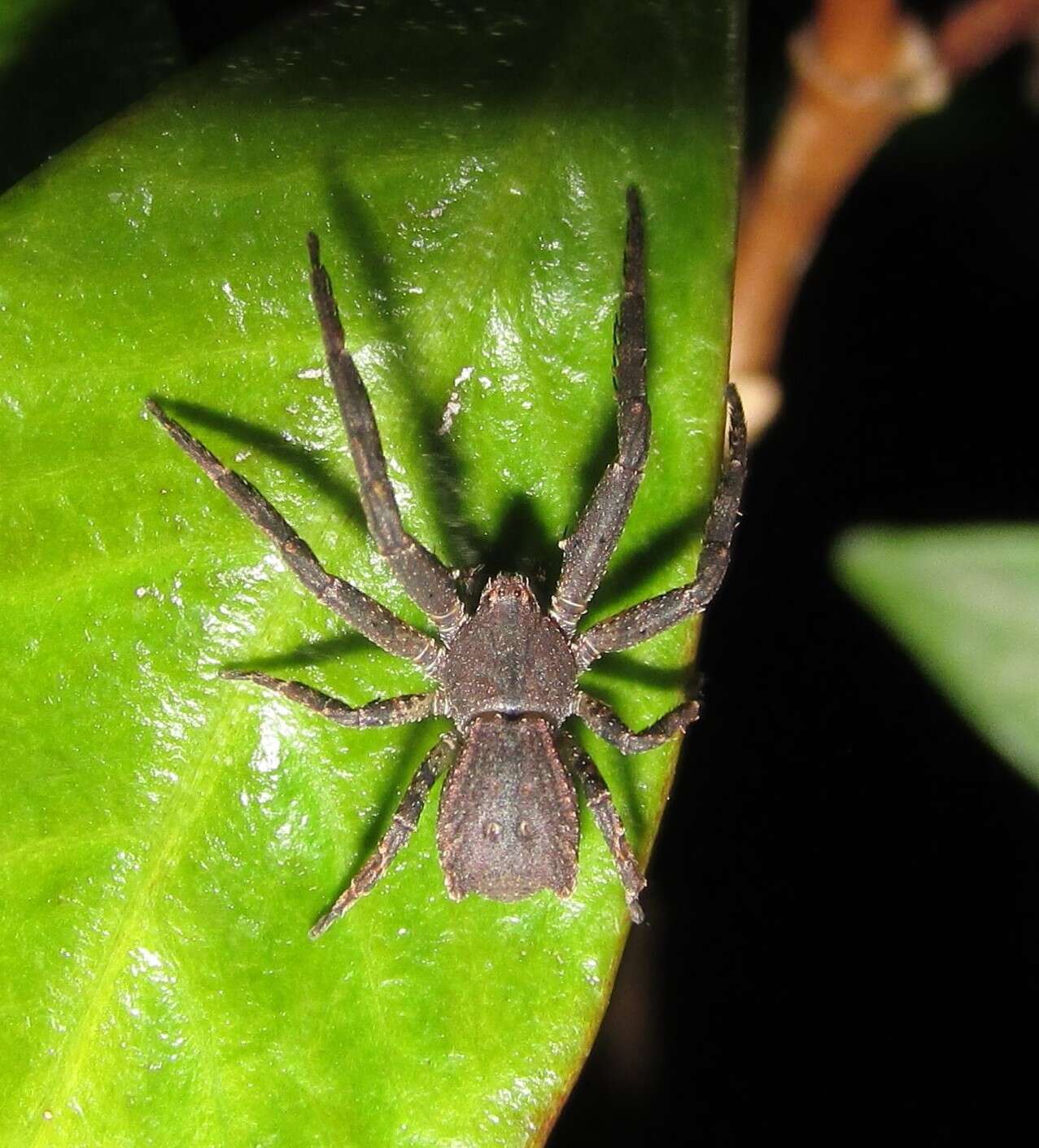 Image of Sidymella angularis (Urquhart 1885)