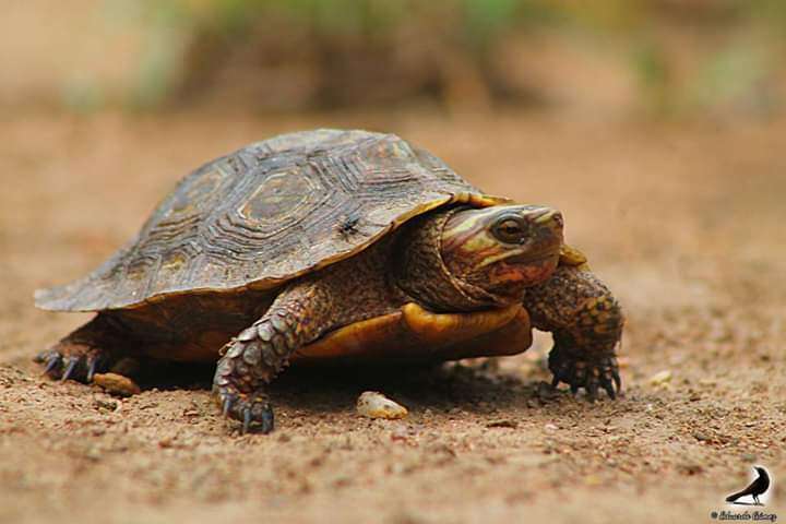 Image of Mexican Spotted Terrapin