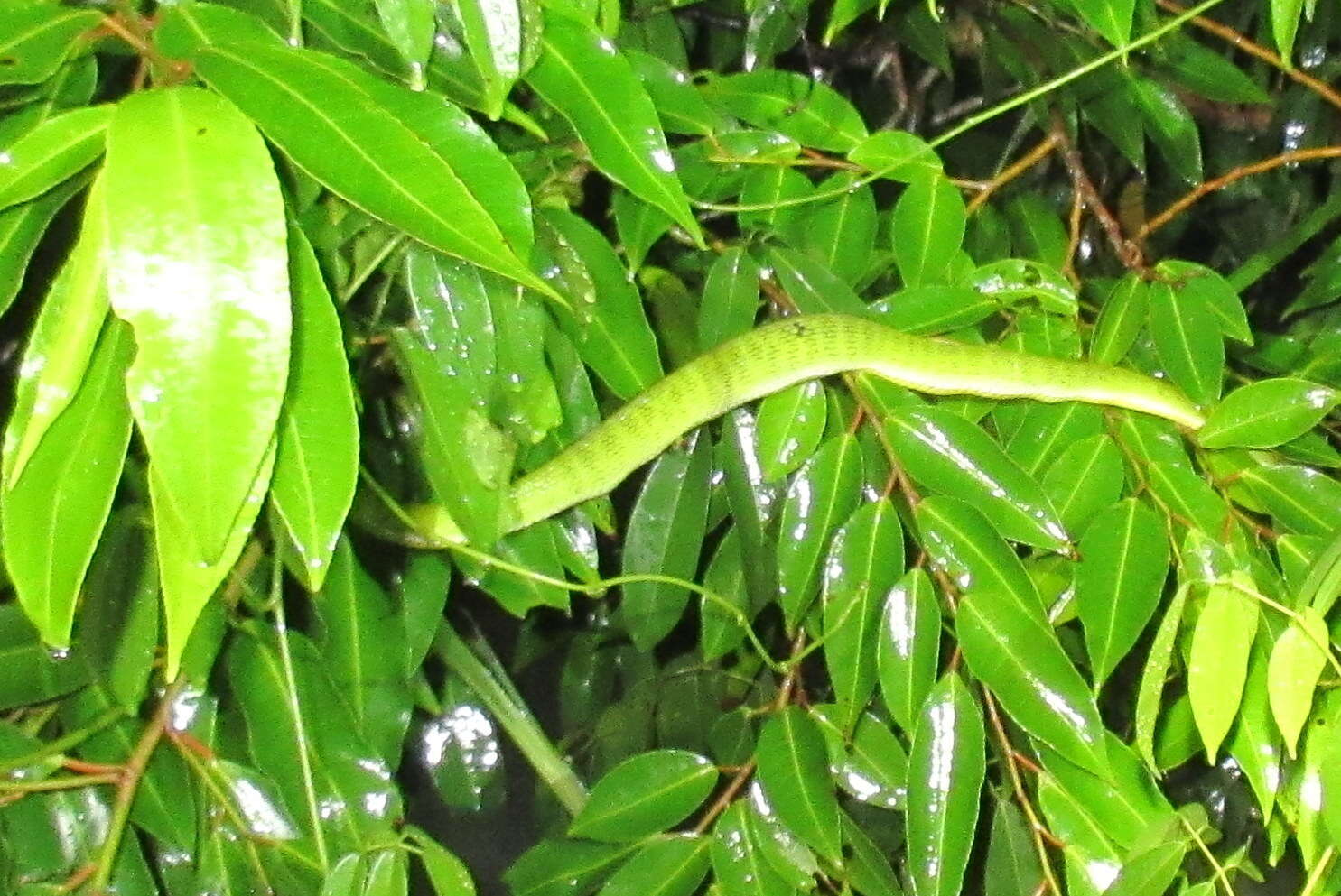 Image of Redtail (bamboo) Pit Viper